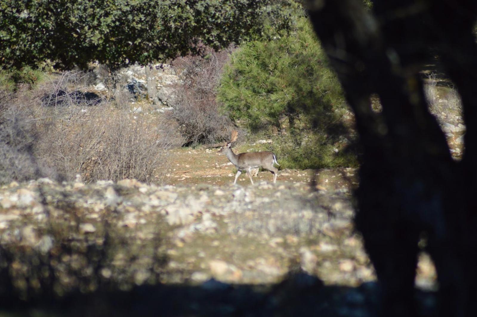 Vivienda Rural El Penon De Los Primillas La Iruela Dış mekan fotoğraf