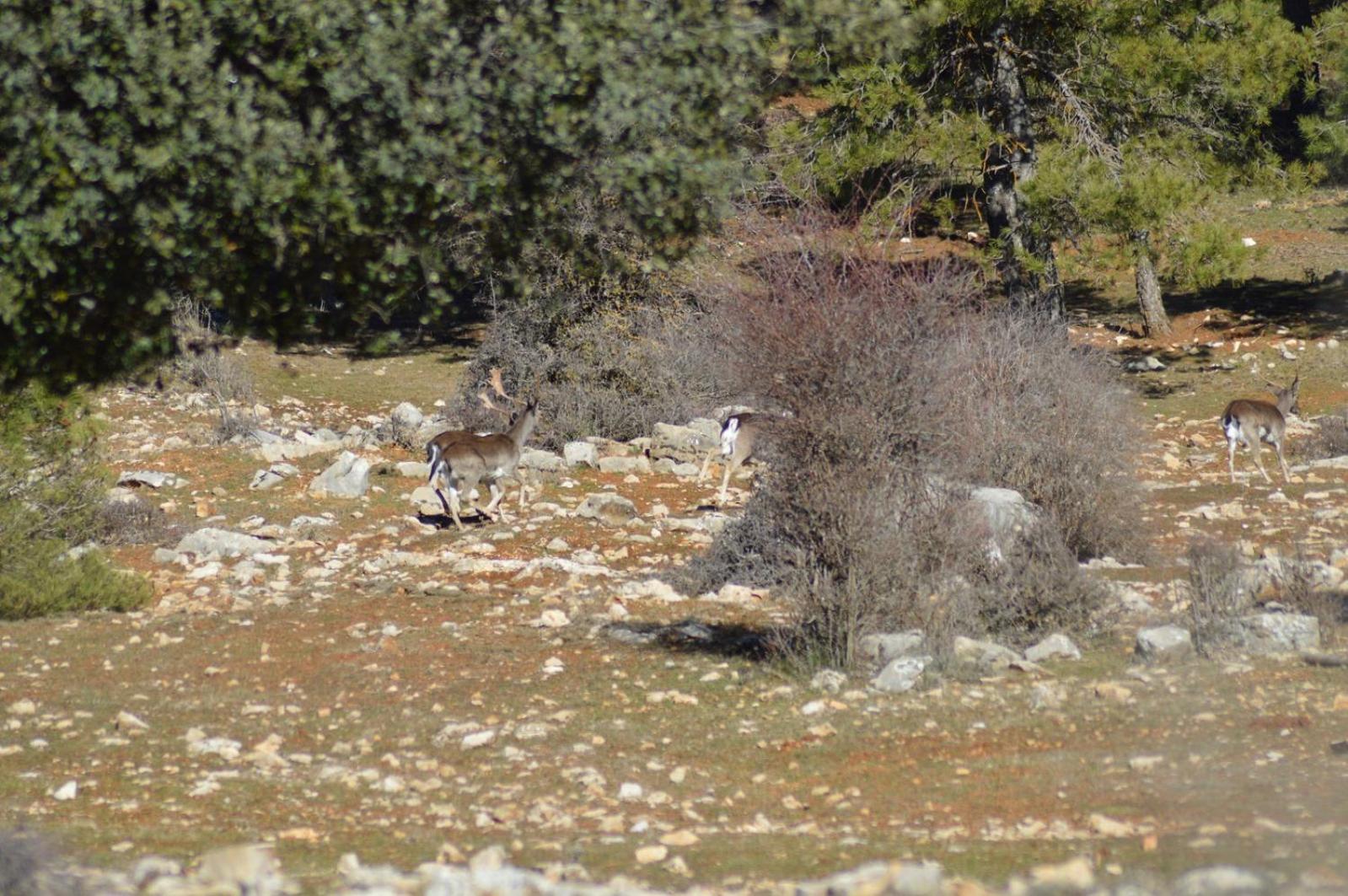 Vivienda Rural El Penon De Los Primillas La Iruela Dış mekan fotoğraf